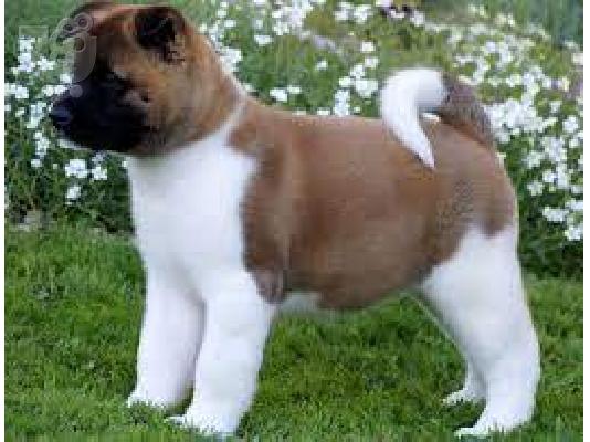 PoulaTo: American Akita puppy's 5 boys 2 girls, Mum (Skyla) is a big